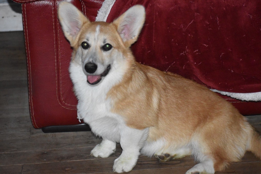 Les Welsh Corgi Pembroke de l'affixe Audrey  Guillot 