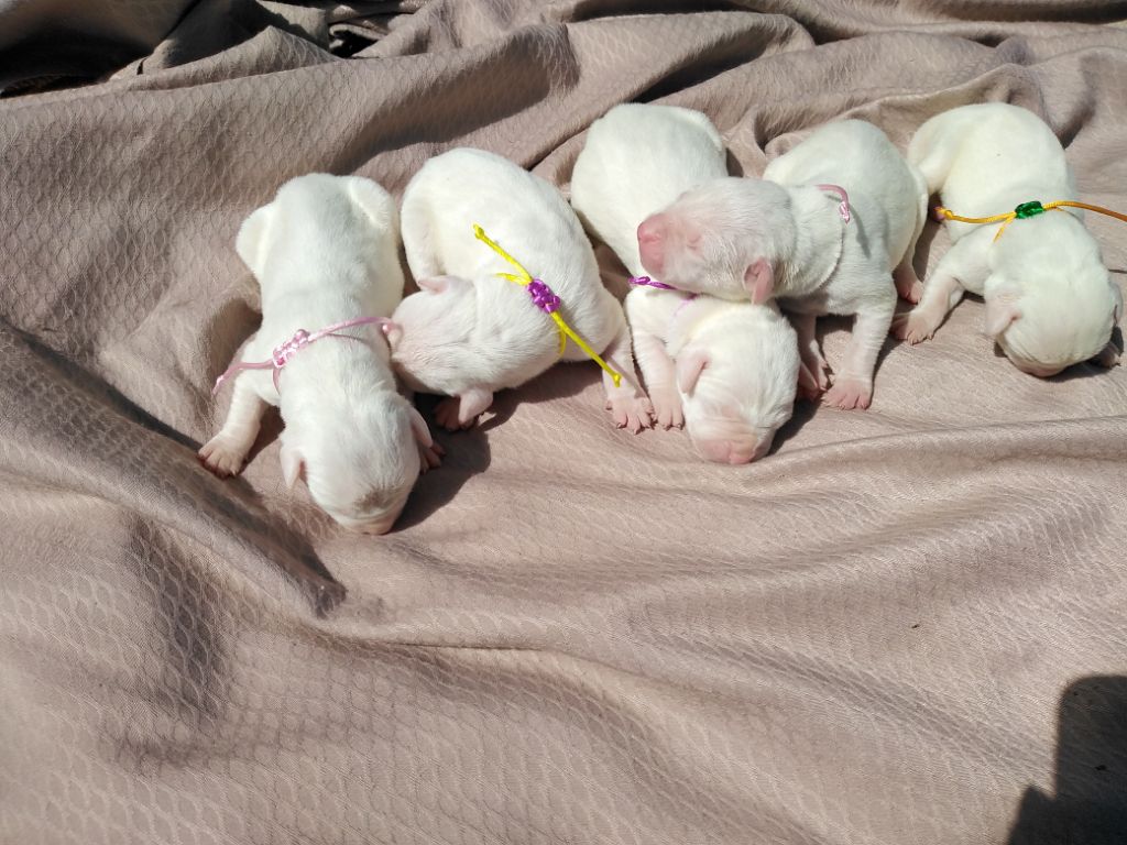 chiot Dogo Argentino Audrey  Guillot 