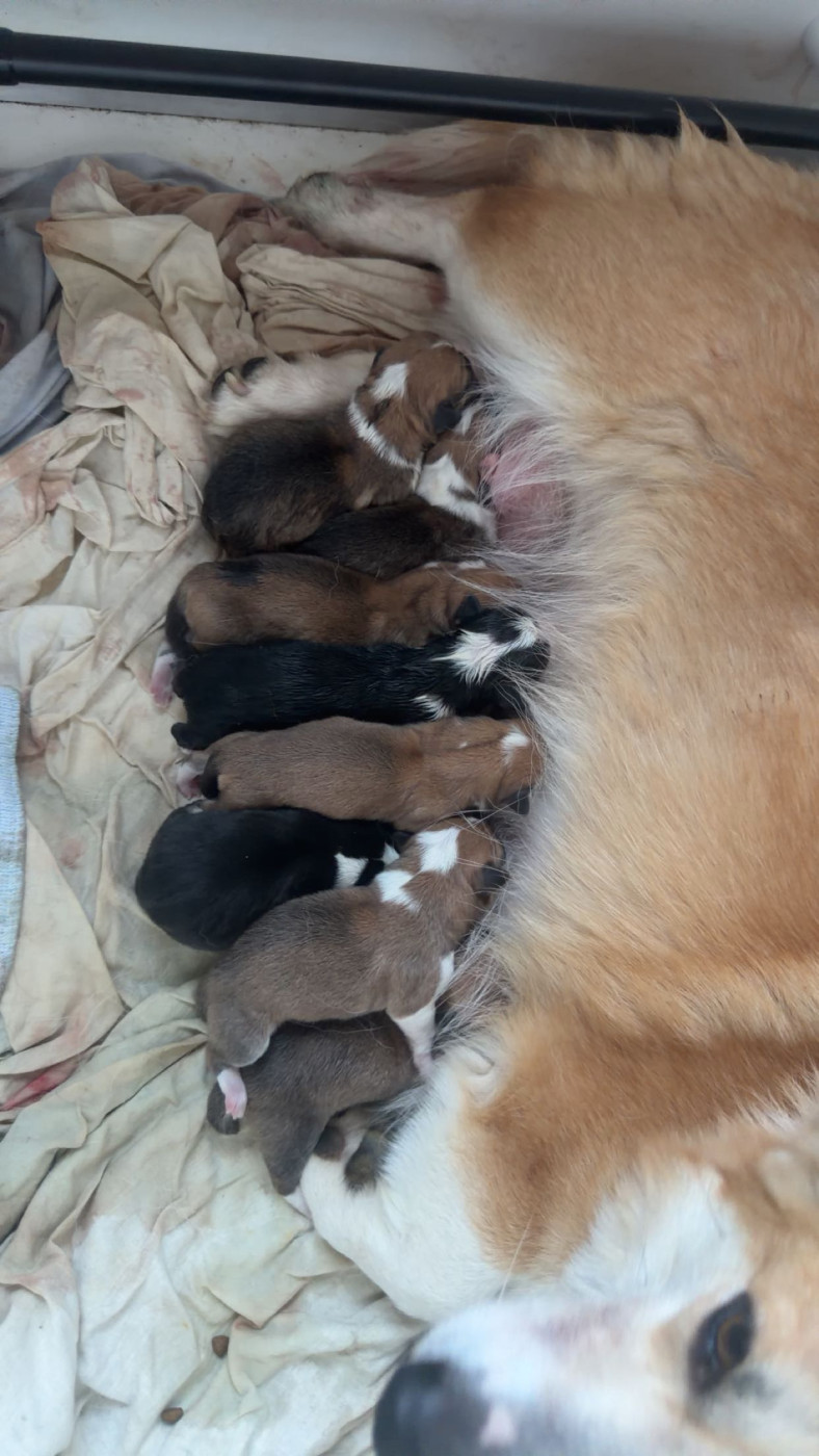 Chiot Welsh Corgi Pembroke Audrey Guillot