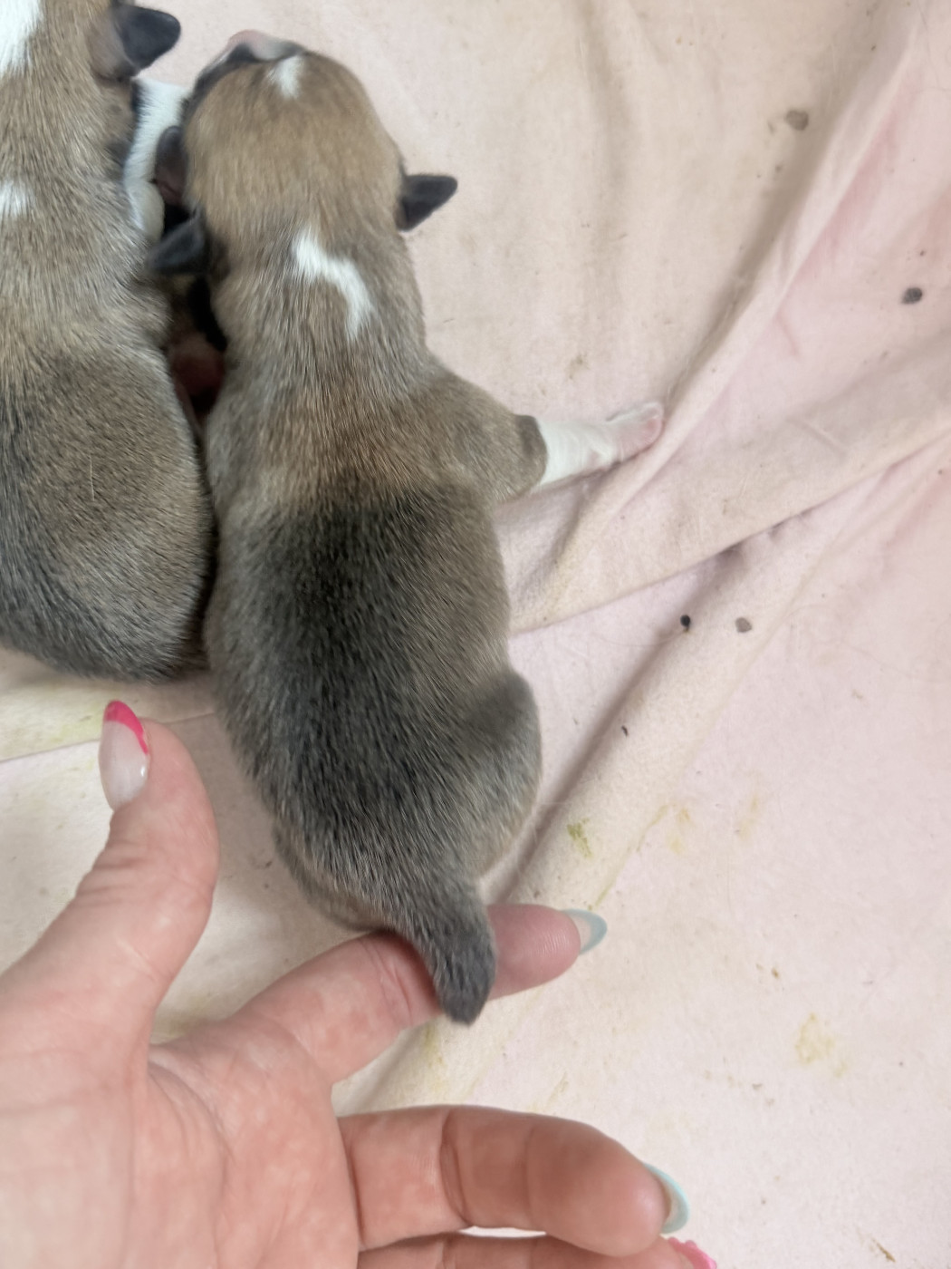 Audrey Guillot - Chiots disponibles - Welsh Corgi Pembroke