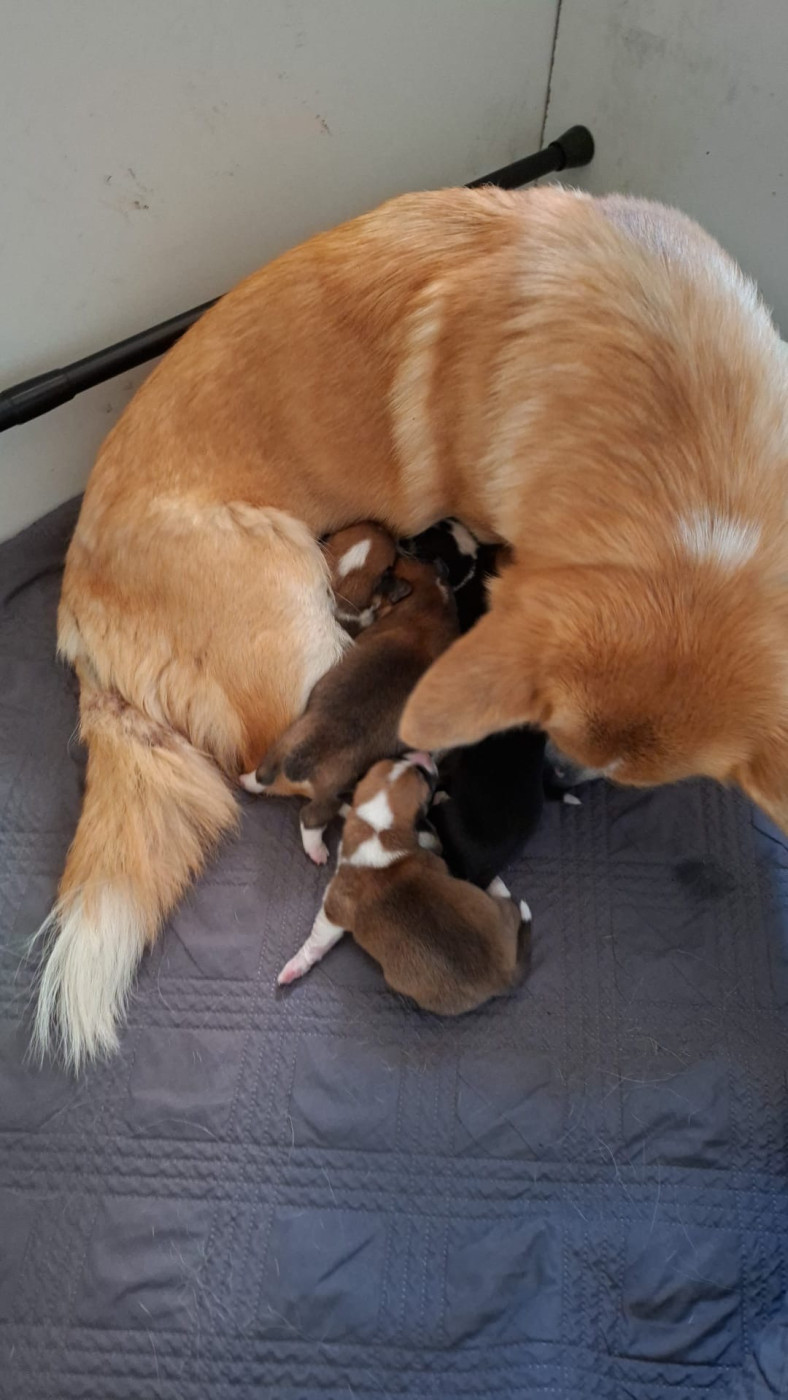 Audrey Guillot - Chiots disponibles - Welsh Corgi Pembroke