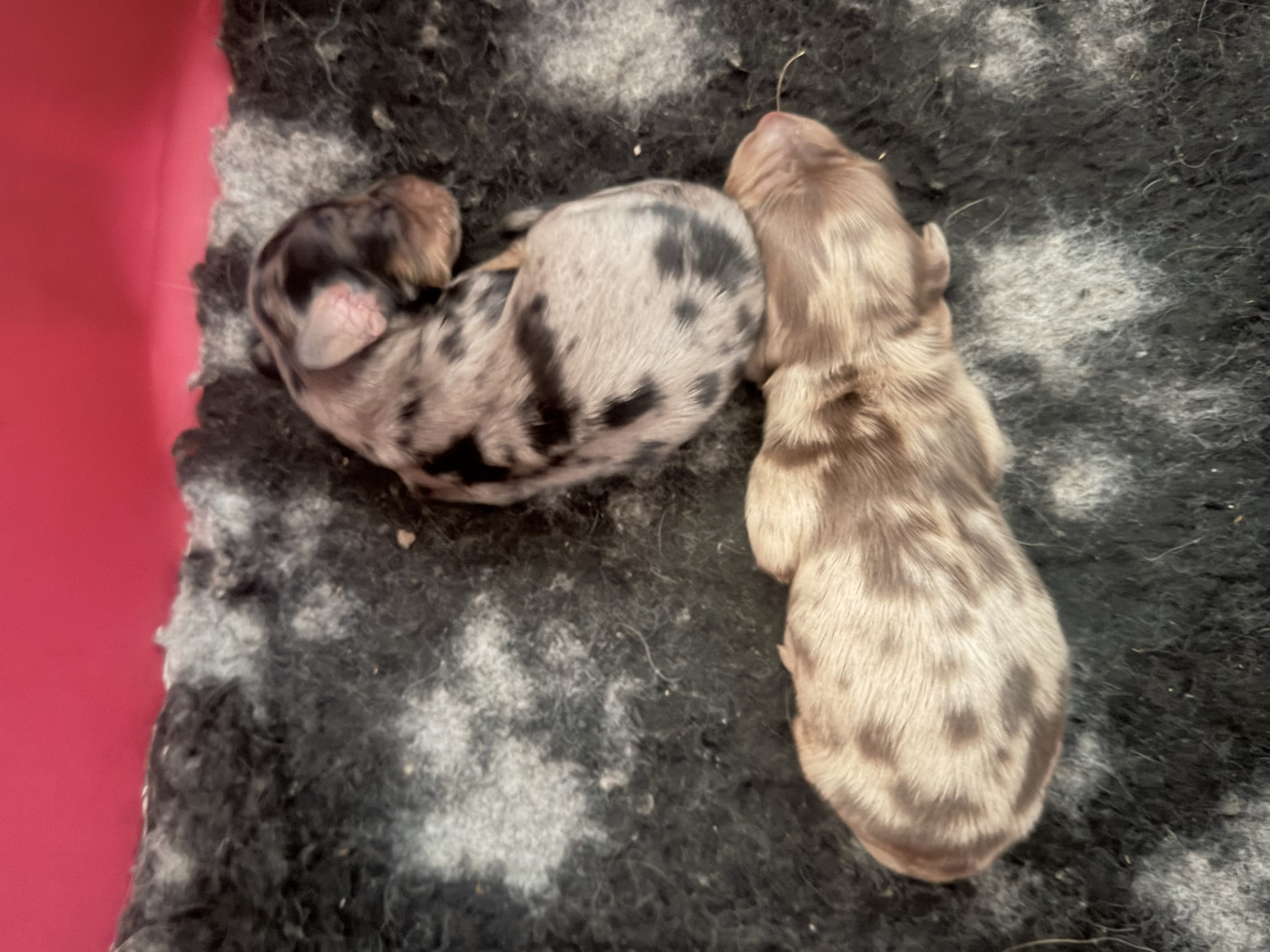 Chiot Teckel poil long Audrey Guillot