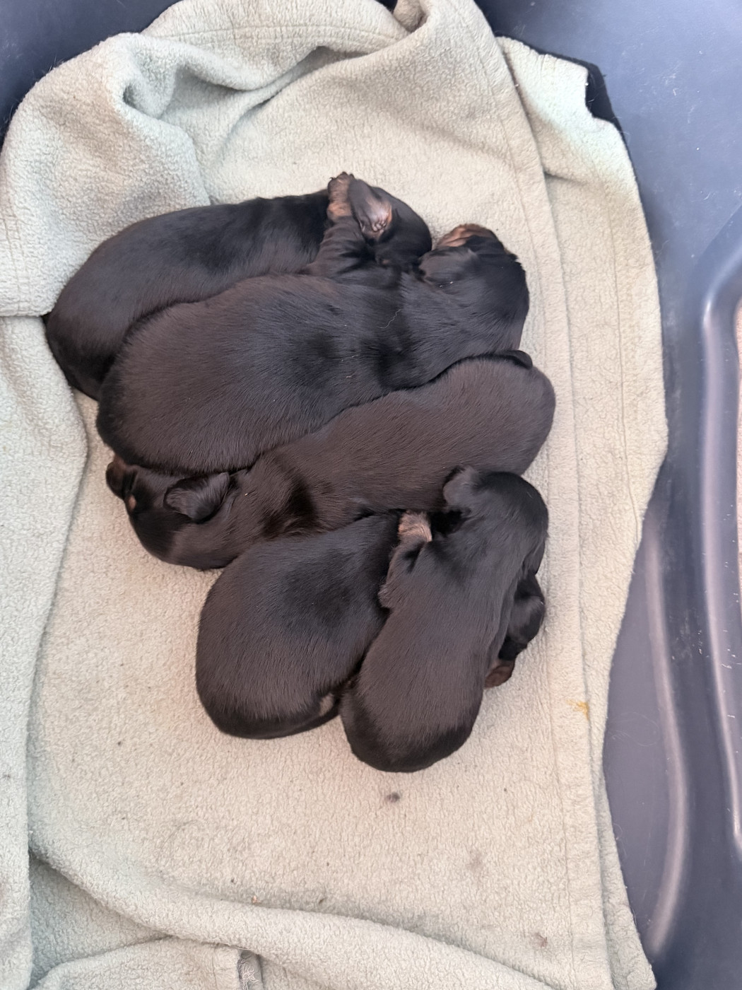 Audrey Guillot - Chiots disponibles - Teckel poil long