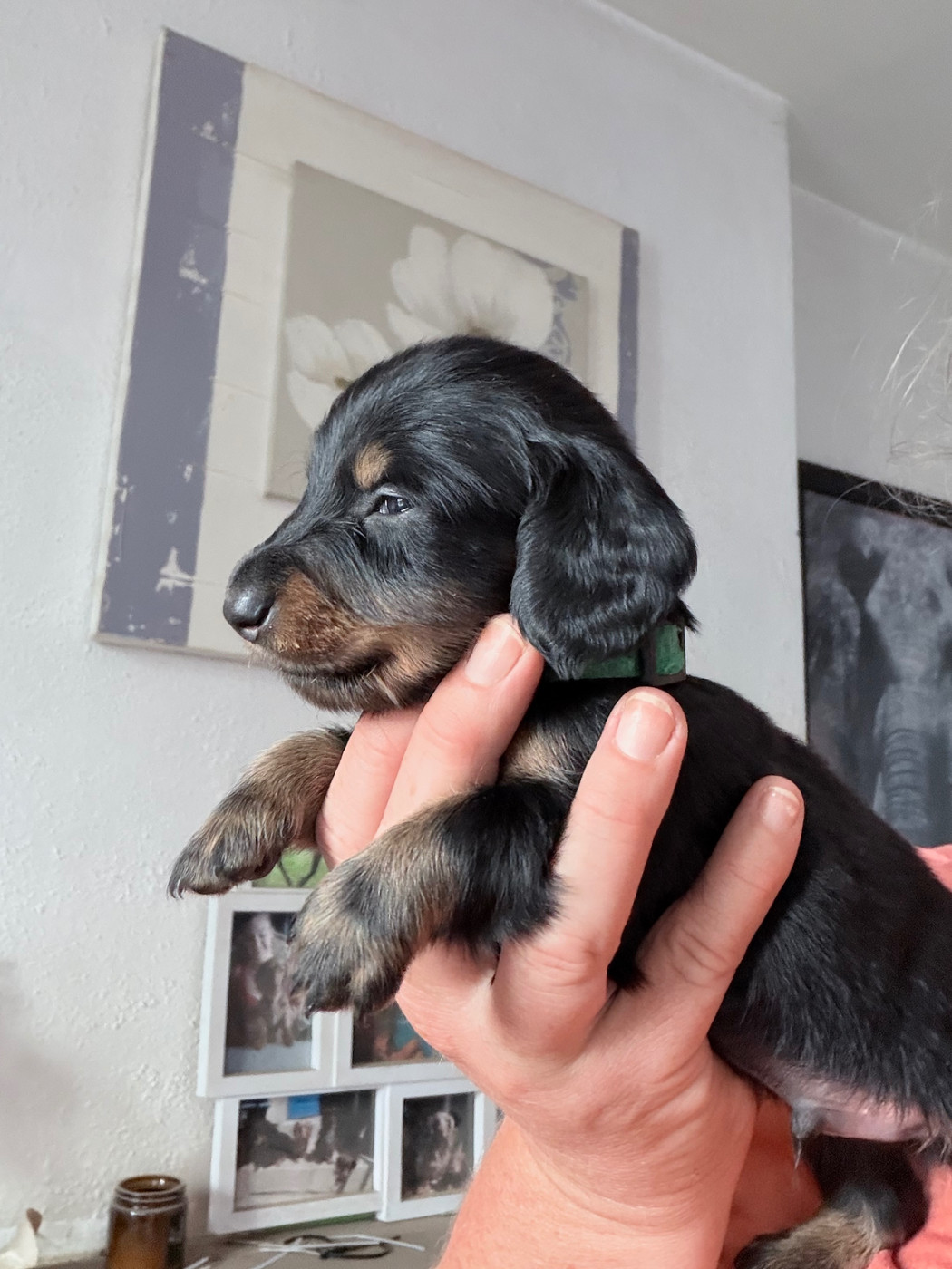 Audrey Guillot - Chiots disponibles - Teckel poil long