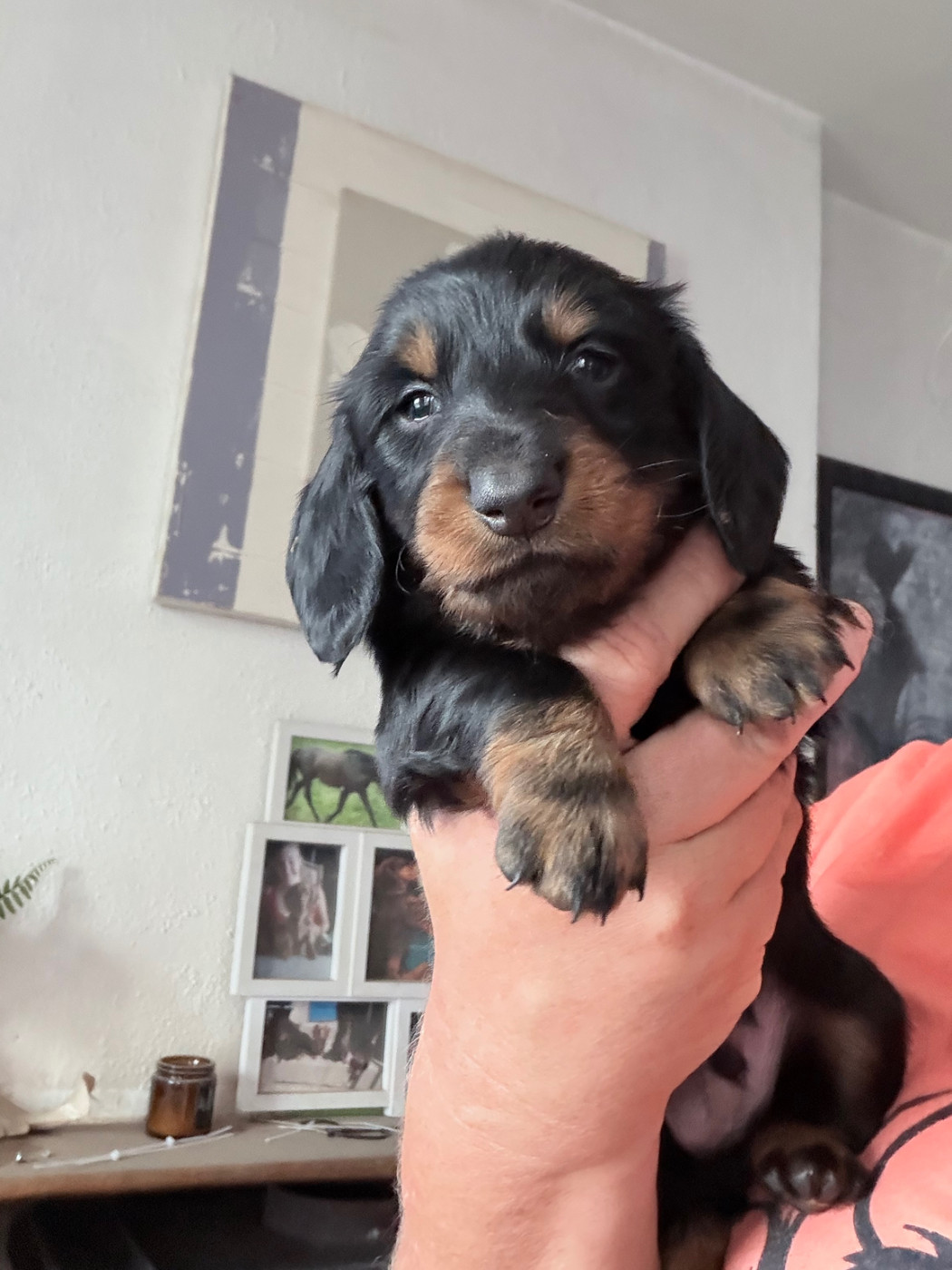 Audrey Guillot - Chiots disponibles - Teckel poil long