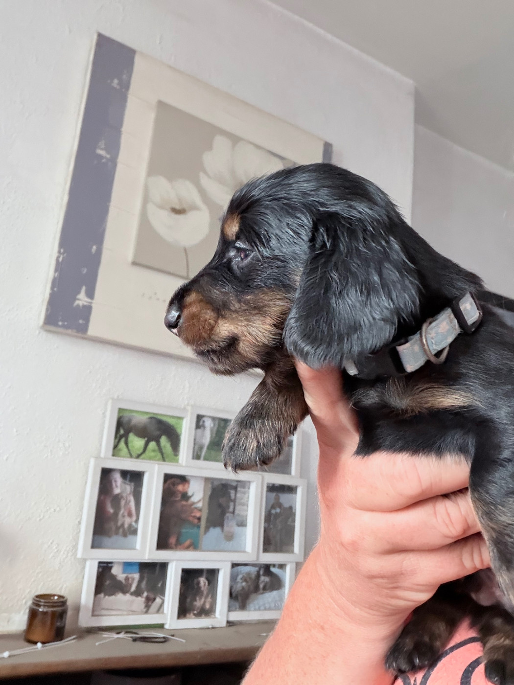 Audrey Guillot - Chiots disponibles - Teckel poil long