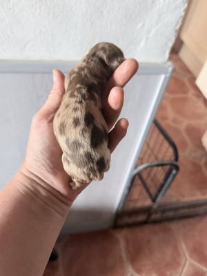 Chiot N°2